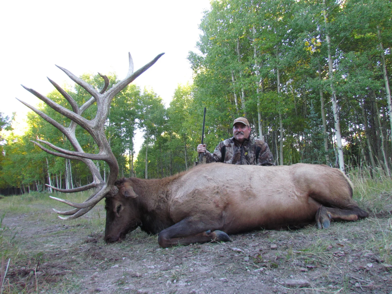 Elk