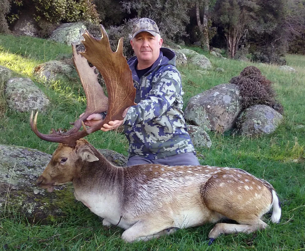 Fallow Deer