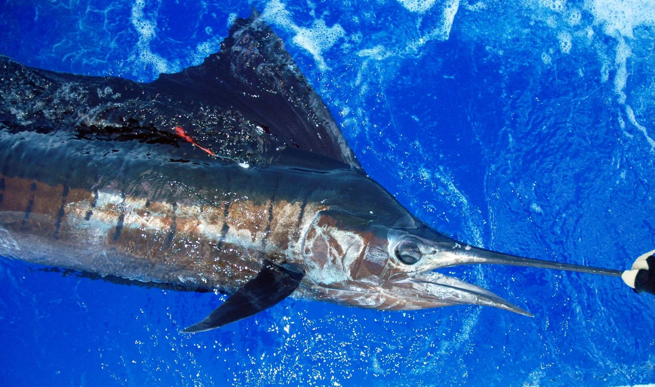 Sailfish