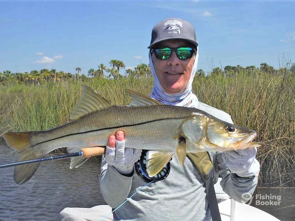 Snook