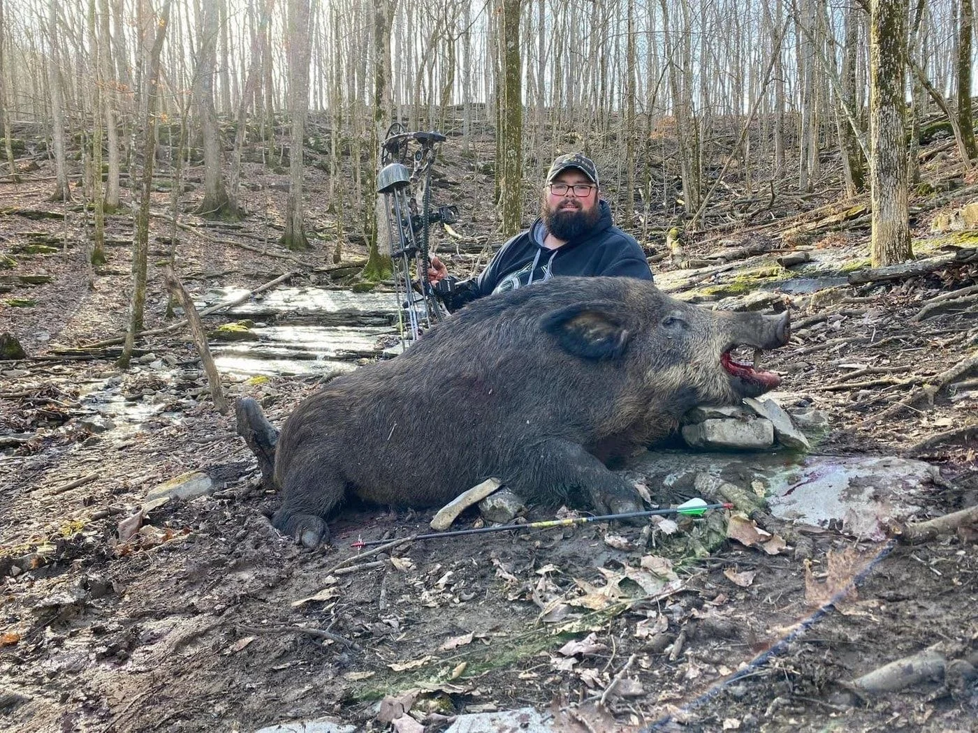 Wild Boar